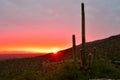 Arizona sunset with iconic saguaro cactus