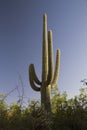 Arizona, Tucson, USA, April 9 2015, Saguaro National Park West, Saguaro Cactus at sunset Royalty Free Stock Photo