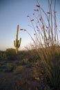 Arizona, Tucson, USA, April 9 2015, Saguaro National Park West, Saguaro Cactus at sunset Royalty Free Stock Photo