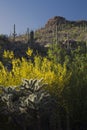 Arizona, Tucson, USA, April 9 2015, Saguaro National Park West, Saguaro Cactus at sunset Royalty Free Stock Photo