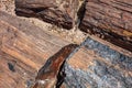 Arizona, USA. logs of petrified wood, Petrified Forest National Park Royalty Free Stock Photo