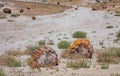 Arizona, USA. Painted desert with logs of petrified wood, Petrified Forest National Park Royalty Free Stock Photo