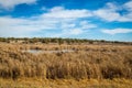 Arizona wetlands and animal riparian preserve.