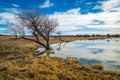 Arizona wetlands and animal riparian preserve.