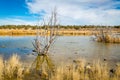 Arizona wetlands and animal riparian preserve.