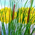 Arizona Wetlands