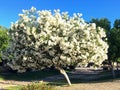 Arizona White Oleander Royalty Free Stock Photo