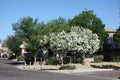 Arizona White Oleander Royalty Free Stock Photo