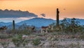 Arizona wild burrows in the desert