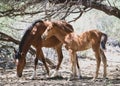 Arizona wild horse and foal under a tree