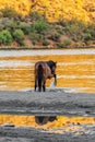 Arizona Wild Horse Playing in Water