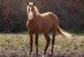 Arizona Wild Horse standing on river bank in the midday sun with blonde mane and tail waving in the breeze