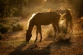 Arizona Wild Horses Backlit By Morning Sun