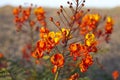 Arizona Wildflower