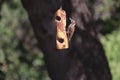 Arizona Woodpecker Dryobates arizonae 2 Royalty Free Stock Photo