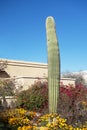 Columnar Saguaro with African Daisy and Bougainvillea