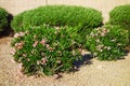 Blooming Pink Oleander Shrubs in Informal Hedge