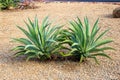 Agave Succulents in Xeriscaped Roadside Royalty Free Stock Photo