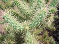 Arizonian Cholla Cactus Royalty Free Stock Photo