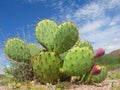 Arizonian Prickly Pear Cactus Royalty Free Stock Photo