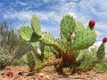 Arizonian Prickly Pear Cactus Royalty Free Stock Photo