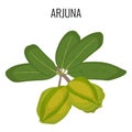 Arjuna ayurvedic medicinal herb isolated. White Marudah vector illustration