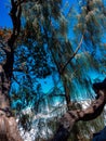 Arjuna, mountain, tree jungle plant cloud gunung pohon tanaman daun forest