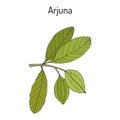 Arjuna Terminalia arjuna , or arjun tree, kumbuk