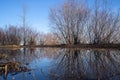 Arkhangelsk. Spring evening on the Bank of the Northern Dvina river. Reflection of willow bushes in puddles