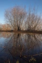 Arkhangelsk. Spring evening on the Bank of the Northern Dvina river. Reflection of willow bushes in puddles