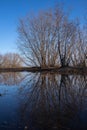 Arkhangelsk. Spring evening on the Bank of the Northern Dvina river. Reflection of willow bushes in puddles