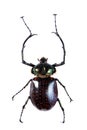 Arlequin beetle on the white background