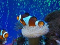 Arlequin fishes Royalty Free Stock Photo