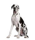 Arlequin Great Dane, 2 years old, sitting.