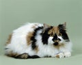 Arlequin Persian Domestic Cat laying against Green Background Royalty Free Stock Photo