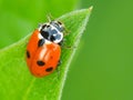 Lady bug Royalty Free Stock Photo