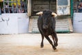 Bull fight at Capea du Forum in Arles