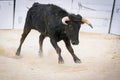 Bull fight at Capea du Forum in Arles