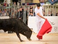 Bull fight at Capea du Forum in Arles