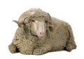 Arles Merino sheep, ram, 1 year old Royalty Free Stock Photo