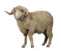 Arles Merino sheep, ram, 1 year old Royalty Free Stock Photo