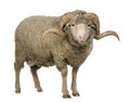 Arles Merino sheep, ram, 3 years old Royalty Free Stock Photo