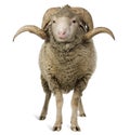 Arles Merino sheep, ram, 3 years old Royalty Free Stock Photo