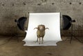 Arles Merino sheep, ram, 3 years old