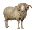 Arles Merino sheep, ram, 5 years old Royalty Free Stock Photo