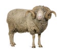 Arles Merino sheep, ram, 5 years old Royalty Free Stock Photo