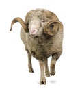 Arles Merino sheep, ram, 5 years old Royalty Free Stock Photo