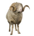 Arles Merino sheep, ram, 5 years old Royalty Free Stock Photo