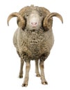 Arles Merino sheep, ram, 5 years old Royalty Free Stock Photo