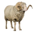 Arles Merino sheep, ram, 5 years old